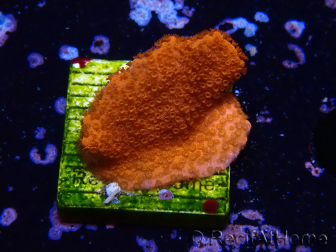 WYSIWYG Montipora rot wächst rot