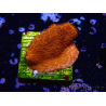 WYSIWYG Montipora roja crece roja