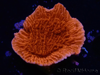 WYSIWYG Montipora Plateau Rosso