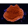 WYSIWYG Montipora Meseta Roja