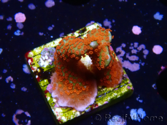 WYSIWYG Montipora digitata 1R3