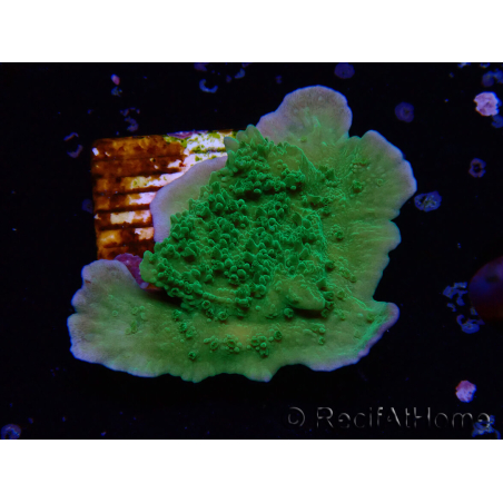 WYSIWYG Montipora Apfelgrün Plateau