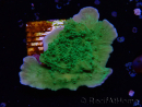 WYSIWYG Montipora Apfelgrün Plateau