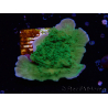 WYSIWYG Montipora Plateau Vert Pomme