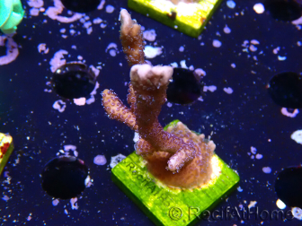 WYSIWYG Montipora Polype Violet 1U2