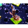 WYSIWYG Montipora Polype Violet