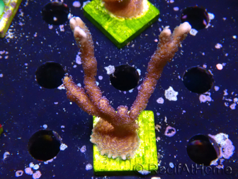 WYSIWYG Montipora Polype Violet
