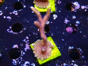 WYSIWYG Montipora Polype Violet