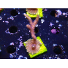 WYSIWYG Montipora Polype Violet 1U4