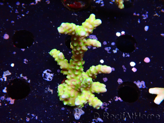 WYSIWYG - AK Goldenrod Anacropora