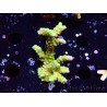 WYSIWYG - AK Goldenrod Anacropora 1W3