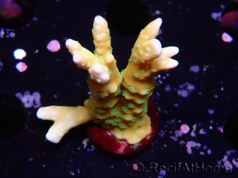 WYSIWYG - MH Tropicana Anacropora 1X3