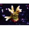 WYSIWYG - MH Tropicana Anacropora 1X3