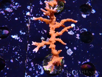 WYSIWYG - JF TNT Anacropora