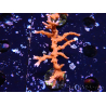 WYSIWYG - JF TNT Anacropora