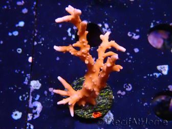 WYSIWYG - JF TNT Anacropora