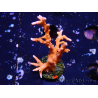 WYSIWYG - JF TNT Anacropora