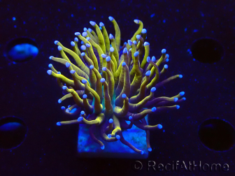 WYSIWYG Euphyllia glabrescens (Marikultur, akklimatisiert unter LED) 8A1