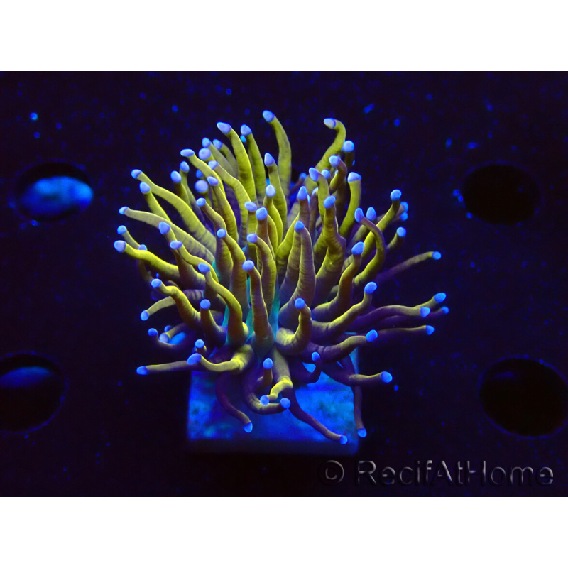 WYSIWYG Euphyllia glabrescens (Marikultur, akklimatisiert unter LED) 8A1