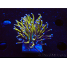 WYSIWYG Euphyllia glabrescens (Maricultura aclimatada bajo LED) 8A1