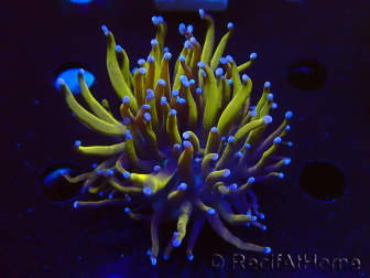 WYSIWYG Euphyllia glabrescens (Unter LED akklimatisierte Marikultur) 8A2