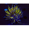 WYSIWYG Euphyllia glabrescens (Maricultura aclimatada bajo LED) 8A2