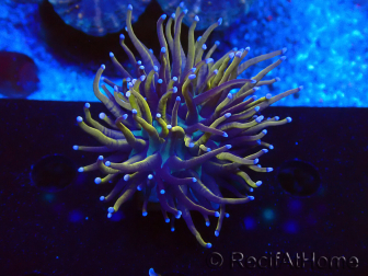 WYSIWYG Euphyllia glabrescens (Maricultura aclimatada bajo LED) 8A3
