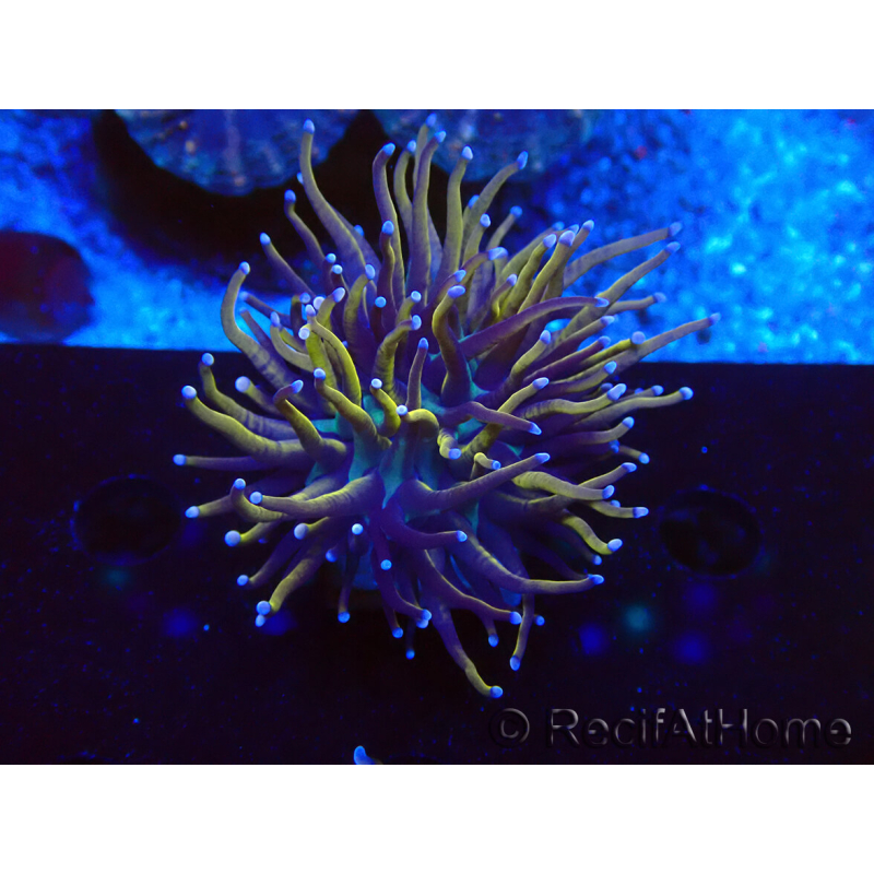 WYSIWYG Euphyllia glabrescens (Maricultura aclimatada bajo LED) 8A3