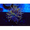 WYSIWYG Euphyllia glabrescens (Maricultura aclimatada bajo LED) 8A3
