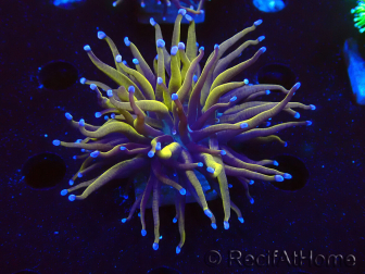WYSIWYG Euphyllia glabrescens (Maricoltura acclimatata sotto LED) 8A4