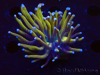WYSIWYG Euphyllia glabrescens (Mariculture acclimaté sous LED) 8A5