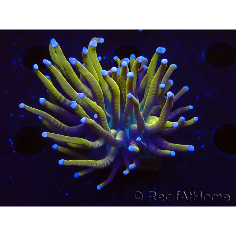 WYSIWYG Euphyllia glabrescens (Mariculture acclimaté sous LED) 8A5