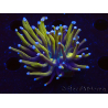 WYSIWYG Euphyllia glabrescens (Mariculture acclimaté sous LED) 8A5