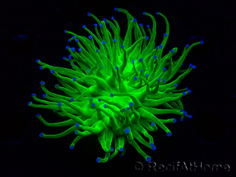 WYSIWYG Euphyllia glabrescens (Mariculture acclimaté sous LED) 8A6