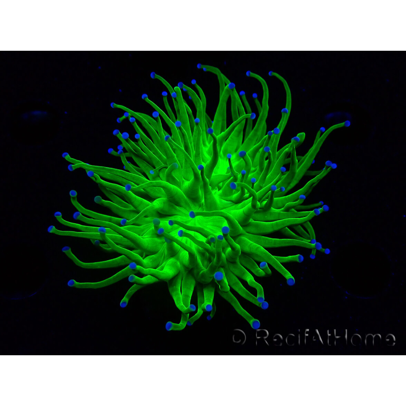 WYSIWYG Euphyllia glabrescens (Mariculture acclimaté sous LED) 8A6