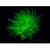 WYSIWYG Euphyllia glabrescens (Mariculture acclimaté sous LED) 8A6