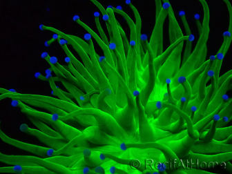 WYSIWYG Euphyllia glabrescens (Maricultura aclimatada bajo LED) 8A6