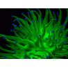 WYSIWYG Euphyllia glabrescens (Maricoltura acclimatata sotto LED) 8A6