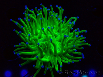 WYSIWYG Euphyllia glabrescens (Maricultura aclimatada bajo LED) 8M1