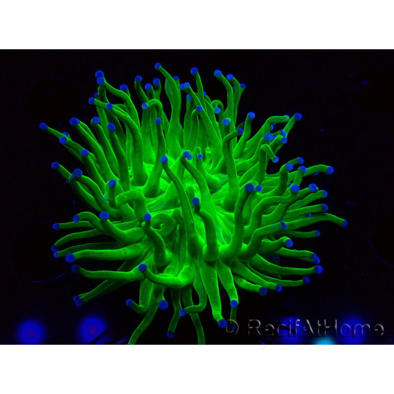 WYSIWYG Euphyllia glabrescens (Maricultura aclimatada bajo LED) 8M1