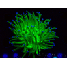 WYSIWYG Euphyllia glabrescens (Mariculture acclimaté sous LED) 8M1