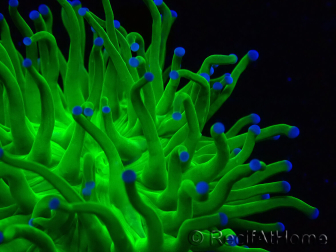 WYSIWYG Euphyllia glabrescens (Maricoltura acclimata sotto LED) 8M1
