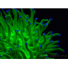 WYSIWYG Euphyllia glabrescens (Maricultura aclimatada bajo LED) 8M1