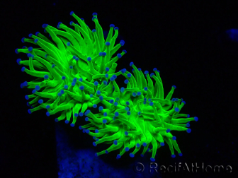 WYSIWYG Euphyllia glabrescens (Maricultura acclimatata sotto LED) 8M2