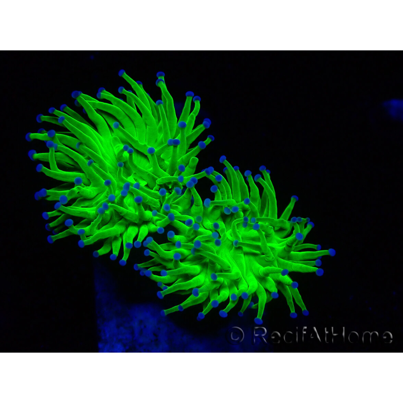 WYSIWYG Euphyllia glabrescens (Maricultura aclimatada bajo LED) 8M2