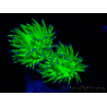 WYSIWYG Euphyllia glabrescens (Maricultura acclimatata sotto LED) 8M2