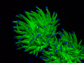 WYSIWYG Euphyllia glabrescens Nuclear Fusion (Mariculture acclimaté sous LED) 8A8