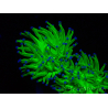WYSIWYG Euphyllia glabrescens (Maricultura acclimatata sotto LED) 8M2