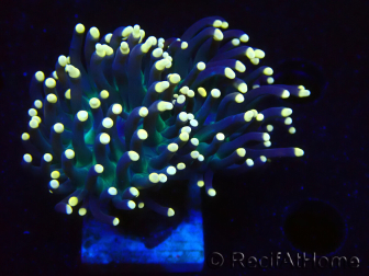 WYSIWYG Euphyllia glabrescens (Mariculture acclimaté sous LED) 8B2