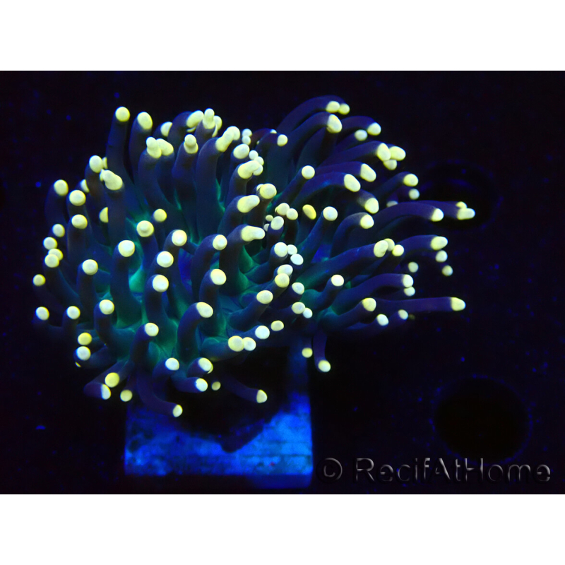 WYSIWYG Euphyllia glabrescens (Maricultured, acclimated under LED) 8B2
